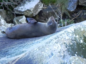 New Zealand Fur Seals at play
